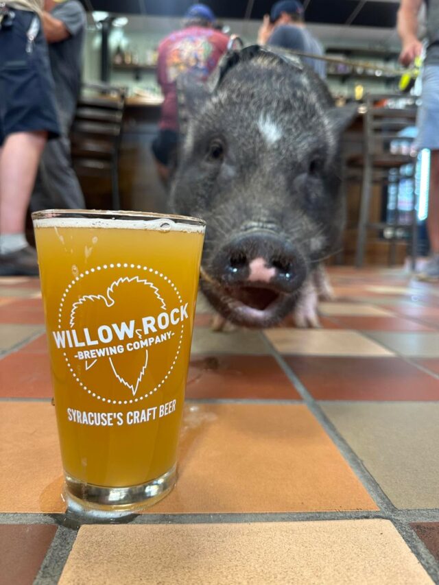 The excited face of knowing that Hammock Daze is officially on tap today! Come to either our Syracuse or Cicero locations to grab a pint. 🍺 

Cans are coming soon! 

#willowrockbrewingcompany #beerrelease #craftbeer #brewery #drinklocal #wednesdayvibes #syracuse #WRBC #drinknycraft #craftbeerlover #CNY