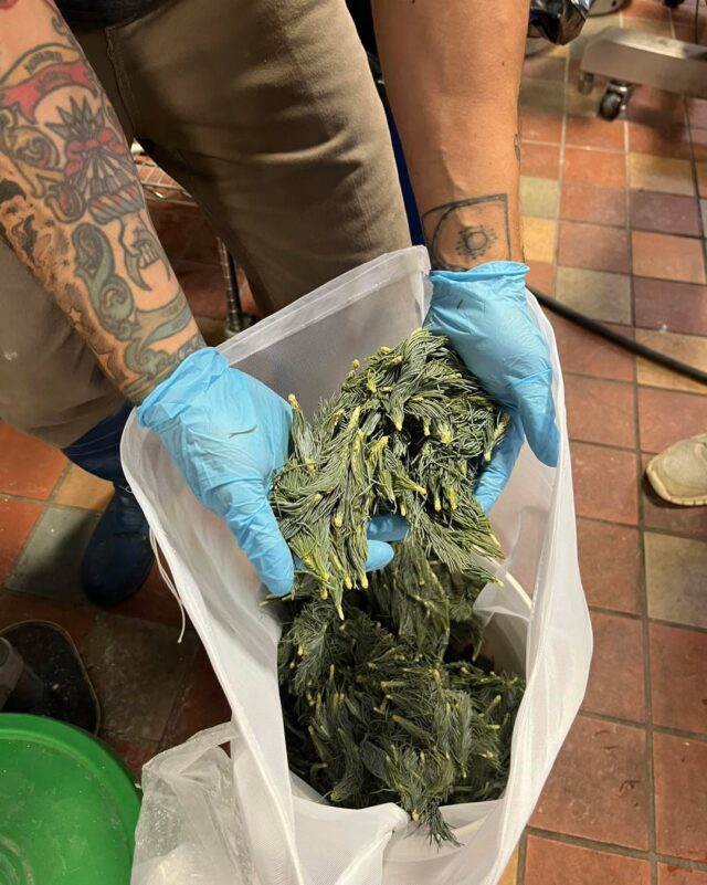 ‘Tis the season! Spruce Moose, our spruce tip IPA, is in the works! 

#willowrockbrewingcompany #drinklocal #brewery #syracuse #cicero #craftbeer #sprucetips #sprucetipipa #saturdayvibes