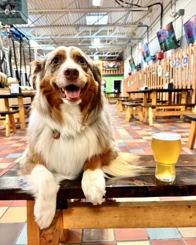 Today’s good mood is sponsored by beer 🍻 and this beautiful weather! ☀️ 

#willowrockbrewingcompany #craftbeer #drinklocal #WRBC #syracuse #CNY #drinknycraft #dogsofinstagram #saturdayvibes #ilovebeer